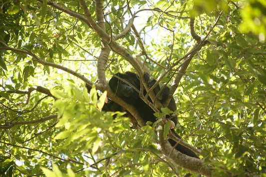 Nicaragua Surf Progression Program – May 2026