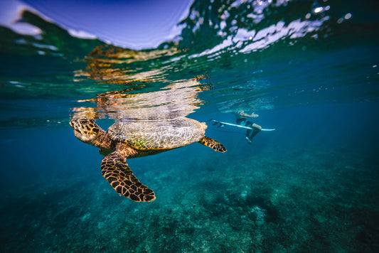 Maldives Surf Progression Program – July 2026