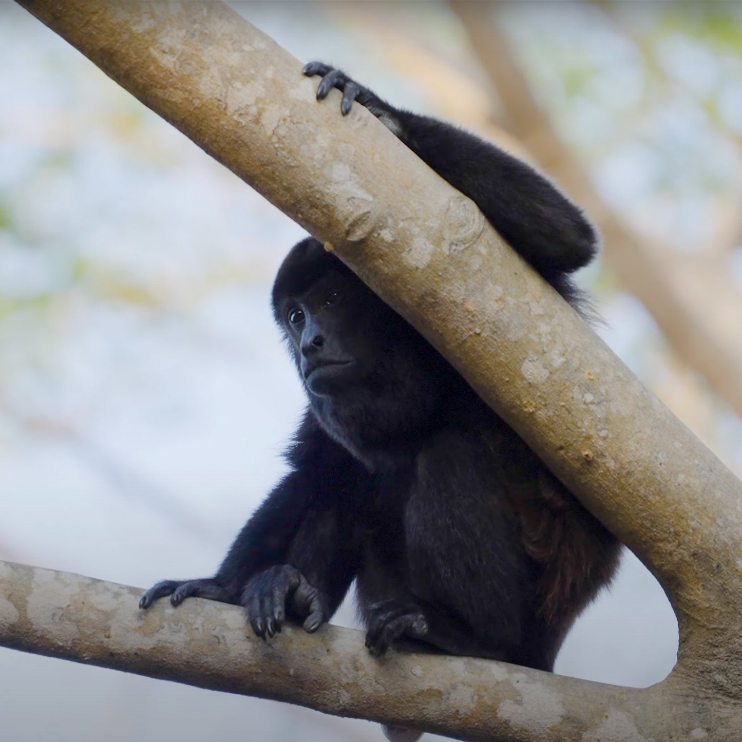 Surf Sense Nicaragua – May 2026 Training Trip